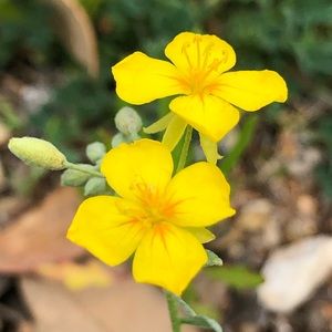 Meet your Posher, Naomi